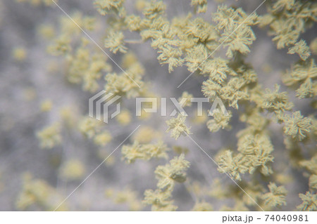 Aspergillus oryzae is a filamentous fungus or mold that is used in food production such as in soybean fermentation for education. 74040981