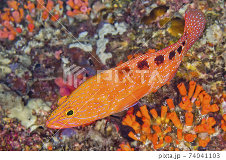 Saddled Rock Cod, South Ari Atoll, Maldives 74041103