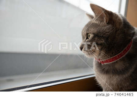 猫 ネコ ねこ キジトラ 白 グレー 子猫 雌 メス 雌ねこ 雌ネコ 雌猫 元気 かわいい 癒し 猫 ネコ ねこ キジトラ 白 グレー 子猫 雌 メス 雌ねこ 雌ネコ 雌猫 元気 かわいい 癒し 74041465