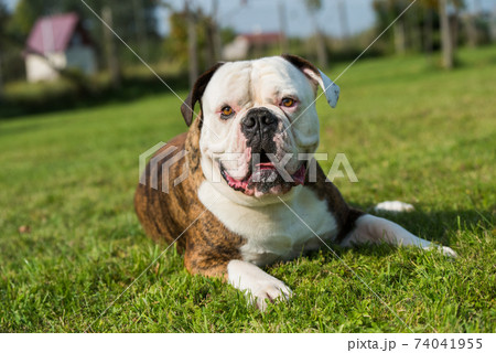 Brindle coat American Bulldog dog portrait outside 74041955