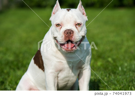 American Bully puppy dog sitting on green grass American Bully puppy dog sitting on green grass 74041973