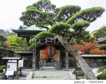 鎌倉・長谷寺 山門と紅葉 鎌倉・長谷寺 山門と紅葉 74042043