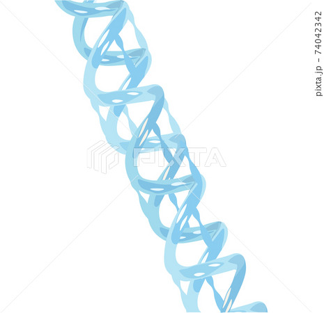 Structure of a helical DNA model 3D vector stock illustration. Close - up isolated on a white background. Hereditary set of x chromosomes in the human genome. 74042342