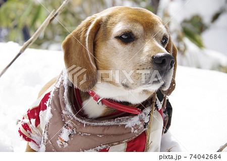 雪山登山を楽しむビーグル犬の写真素材