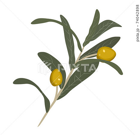Vector stock illustration of an olive close-up. Olive tree branch with green leaves. Isolated on a white background. fruit olives for the invitation. Watercolor botany. Israel harvest. 74042898