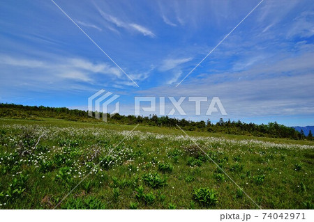 田代山湿原のワタスゲと青空 74042971