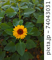 A yellow sunflower on green leaves background 74043031