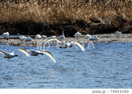 埼玉県川島町 越辺川白鳥飛来地 埼玉県川島町 越辺川白鳥飛来地 74043260