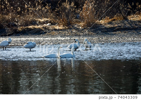埼玉県川島町　越辺川白鳥飛来地 74043309