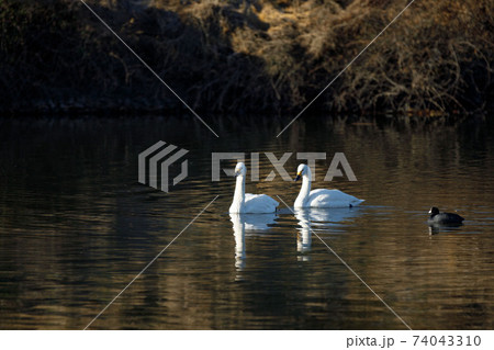 埼玉県川島町 越辺川白鳥飛来地 埼玉県川島町 越辺川白鳥飛来地 74043310