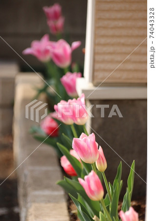 花壇の満開のピンクのチューリップ 74043328