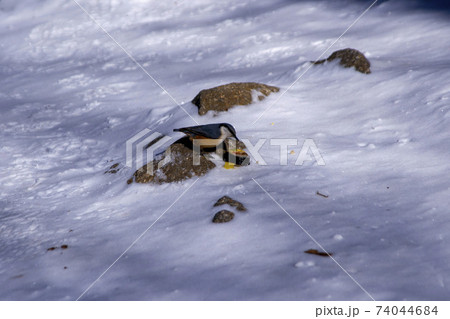 冬 山 雪景色 74044684