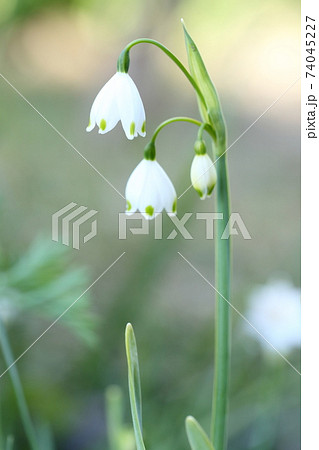 スズランに似た花 スノーフレーク スズランスイセン の写真素材