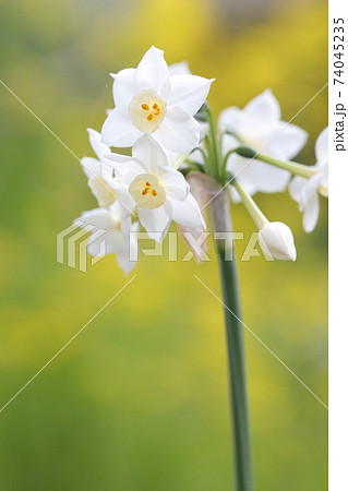 冬の白い花 水仙 スイセンの花 の写真素材