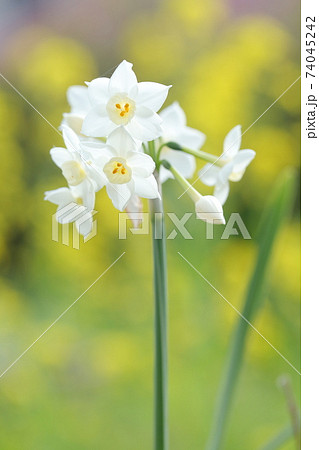 冬の白い花 水仙 スイセンの花 の写真素材