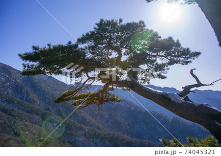 冬 木 山 74045321