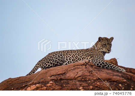 leopard lying on a rock 74045776