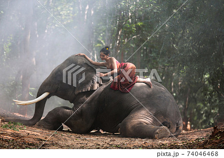 Thailand Countryside; Silhouette elephant on the background of sunset, elephant Thai in Surin Thailand. Thailand Countryside; Silhouette elephant on the background of sunset, elephant Thai in Surin Thailand. 74046468
