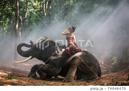 Thailand Countryside; Silhouette elephant on the background of sunset, elephant Thai in Surin Thailand. Thailand Countryside; Silhouette elephant on the background of sunset, elephant Thai in Surin Thailand. 74046470
