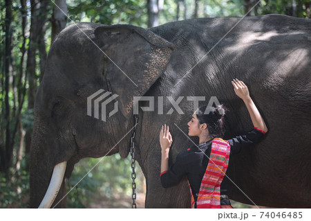 Thailand Countryside; Silhouette elephant on the background of sunset, elephant Thai in Surin Thailand. Thailand Countryside; Silhouette elephant on the background of sunset, elephant Thai in Surin Thailand. 74046485