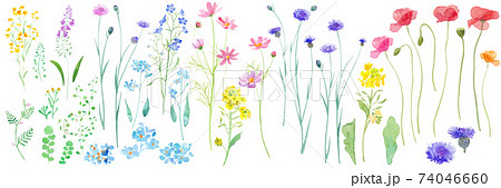 春の野原に咲く花の水彩イラスト のイラスト素材