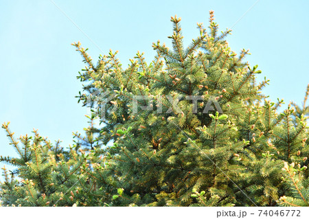 Close up of green spruce Close up of green spruce 74046772
