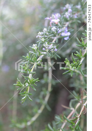 ローズマリーの花の写真素材
