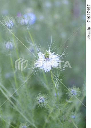 ニゲラの花の写真素材