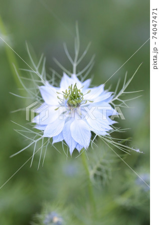 ニゲラの花 74047471