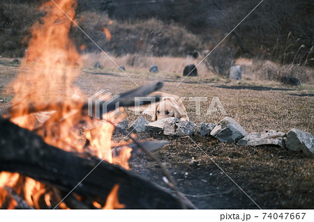焚火とゴールデンレトリーバー 74047667