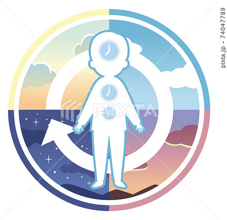 体内時計のサイクルのイラスト素材