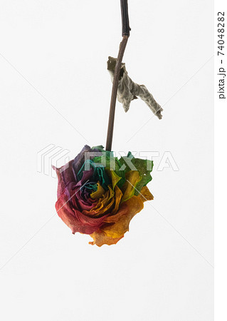 ドライのレインボー薔薇を逆さにしたの写真素材 7404