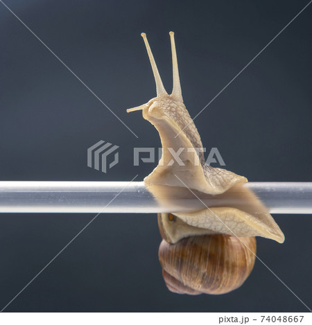 snails hang from a plastic tube. mollusc and invertebrate. delicacy meat and gourmet food. 74048667