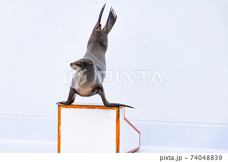 躍動感のあるアシカ in アシカショー/Dynamic Sea Lions in Sea Lion  74048839
