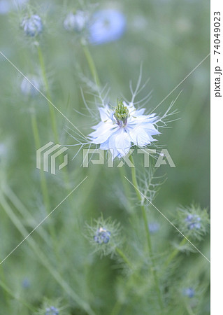 ニゲラの花 74049023