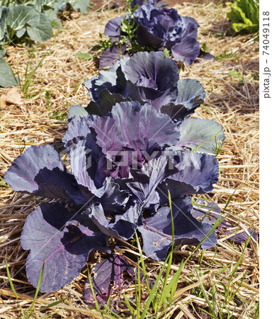 Plants of red cabbage 74049118