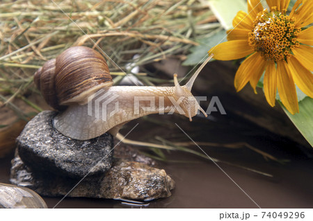 grape snail is actively crawling in nature. mollusc and invertebrate. grape snail is actively crawling in nature. mollusc and invertebrate. 74049296