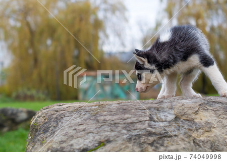 husky puppy on stone husky puppy on stone 74049998