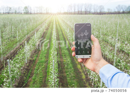 Agriscientist using mobile phone for management, control and monitoring of crop growth on farm, collage. Smart garden Agriscientist using mobile phone for management, control and monitoring of crop growth on farm, collage. Smart garden 74050056