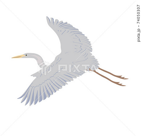 Grey Heron in flight vector stock illustration. Wide-spread wings with feathers. A lanky crane. Stork in flight. A bird that lives in a swamp. A feathered animal. Isolated on a white background. 74050307