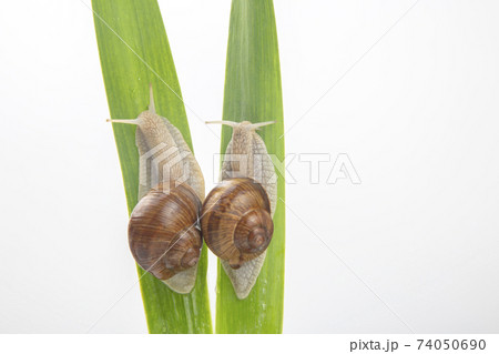 Helix pomatia. grape snail crawling on green leaves. mollusc and invertebrate. 74050690