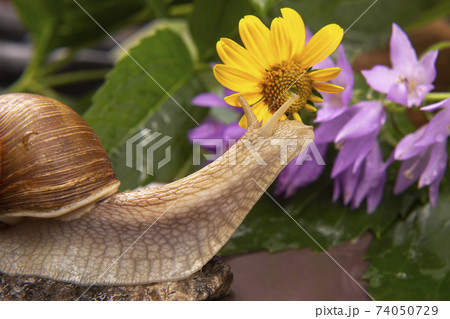 grape snail is actively crawling in nature. mollusc and invertebrate. delicacy meat and gourmet food 74050729