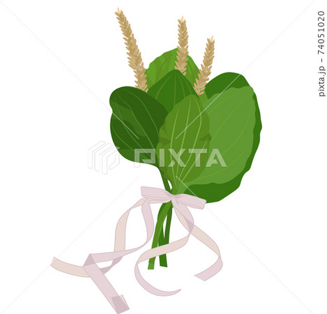plantain vector stock illustration. Cute bouquet of wild herbs with a bow for a postcard. Medicinal rights from the meadow. Isolated on a white background. plantain vector stock illustration. Cute bouquet of wild herbs with a bow for a postcard. Medicinal rights from the meadow. Isolated on a white background. 74051020
