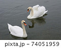 two beautiful swans floating on the lake 74051959