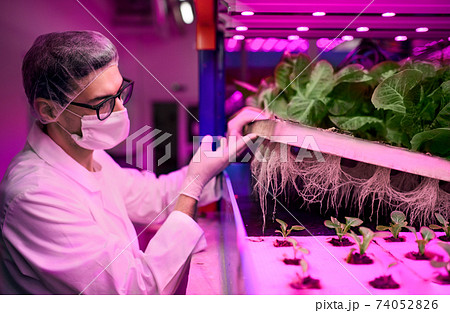 Worker with face mask on aquaponic farm, sustainable business and coronavirus. 74052826