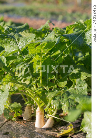 Planting white radish Planting white radish 74053435