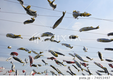 端午の節句、アユのこいのぼり、アユのぼり 端午の節句、アユのこいのぼり、アユのぼり 74053497