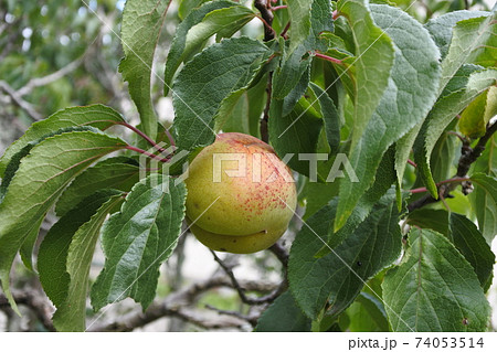 ワイヤー 評論家 突っ込む 青い 梅 の 実 Koubouai Jp