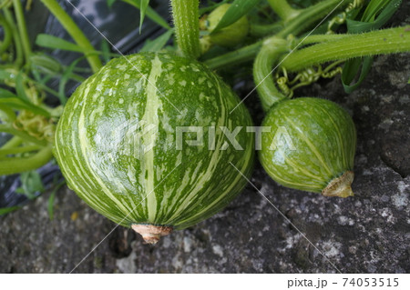 かぼちゃの兄弟 74053515