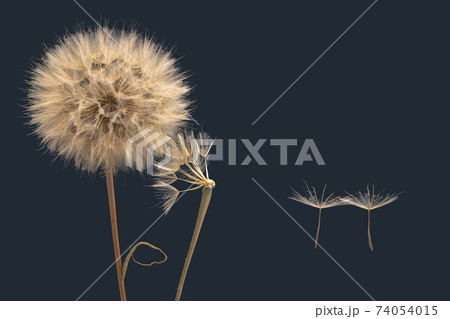 dandelion seeds fly away from the flower in wind dandelion seeds fly away from the flower in wind 74054015
